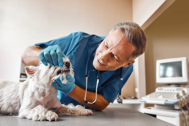 Reliable GA Emergency Dentist Solutions